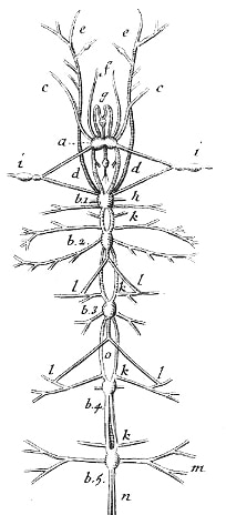 Leibnizressourcen digital - Digitalisierung naturwissenschaftlicher, technischer und medizinischer Texte der Leibnizzeit