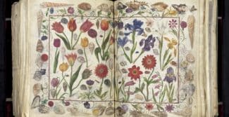 Auszug aus dem Großen Stammbuch Philipp Hainhofers: Eine Doppelseite mit Zeichnungen von verschiedenen Blumen, die von Muscheln umrahmt sind