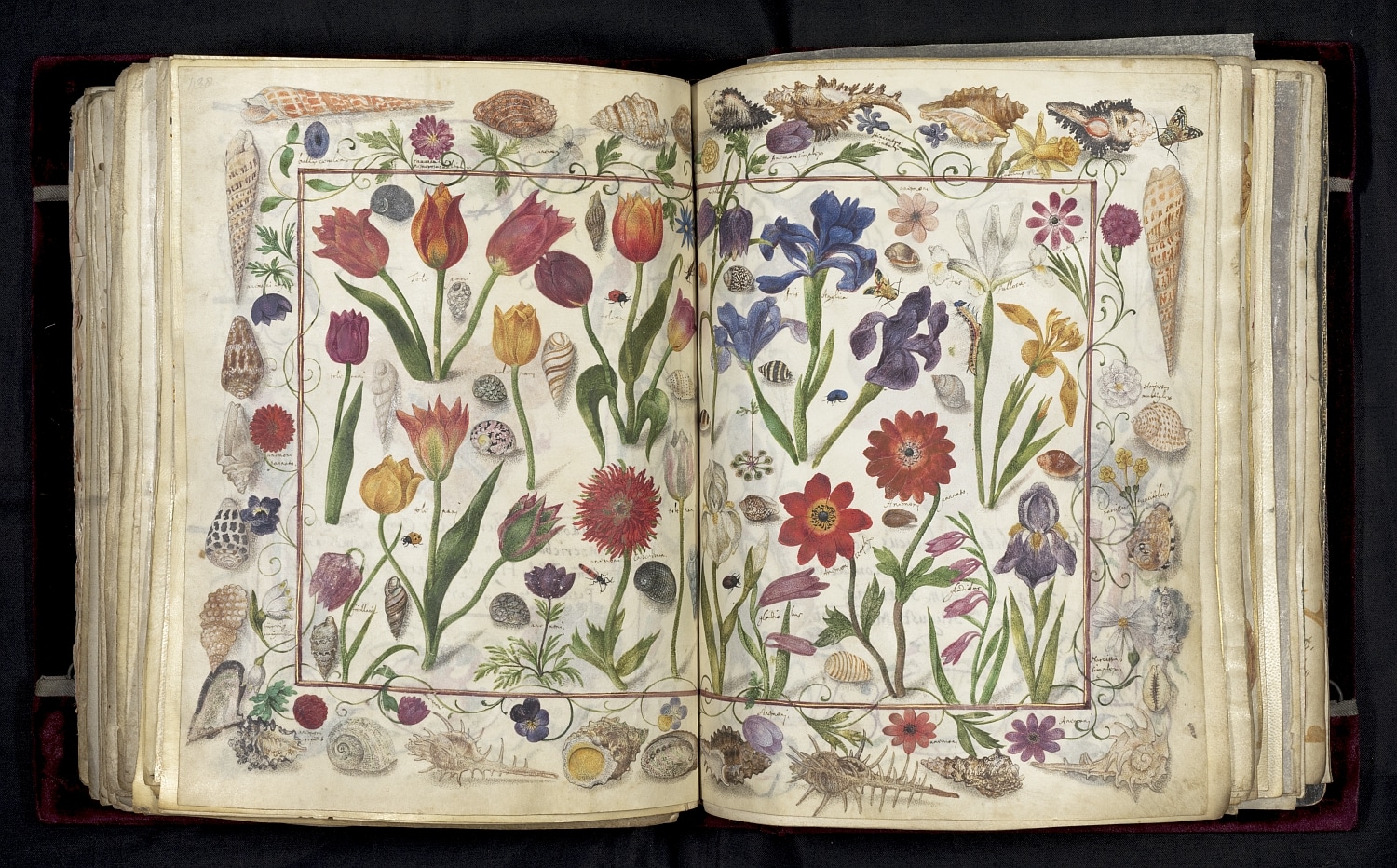 Auszug aus dem Großen Stammbuch Philipp Hainhofers: Eine Doppelseite mit Zeichnungen von verschiedenen Blumen, die von Muscheln umrahmt sind