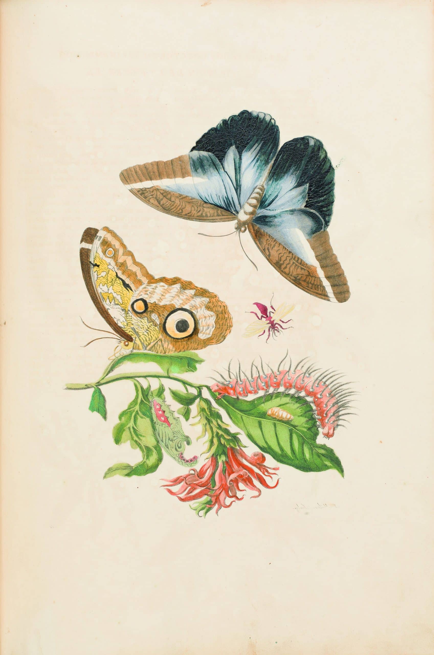 Zwei bunte Schmetterlinge, ein Insekt und eine Raupe teilen sich einen Pflanzenstiel