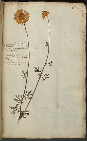 Zeichnung einer Pflanze mit langen Stängeln und gelben Blüten, auch Rindsauge