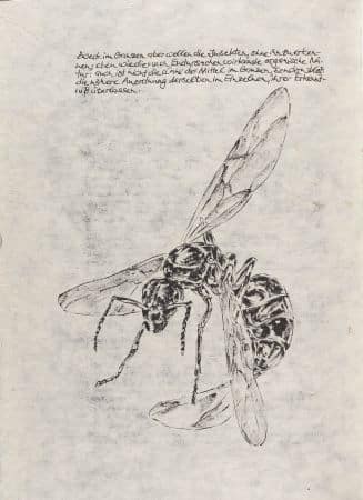 Wege der Ameise: Zeichnung einer geflügelten Ameise