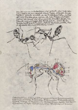 Wege der Ameise: Zeichnungen von Ameisen