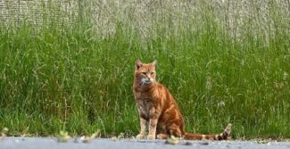 Eine Katze sitzt vor einem Gebäude