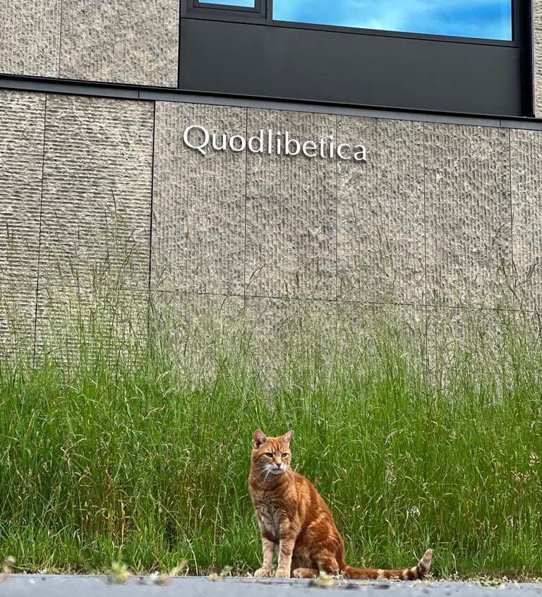 Eine Katze sitzt vor einem Gebäude